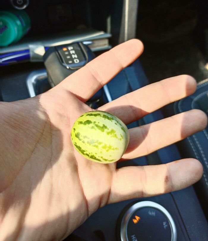 Hand holding a tiny melon, showcasing a gardening attempt with a small harvest.