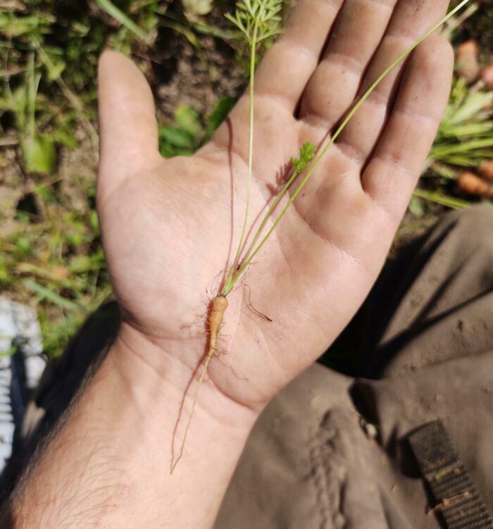 A small carrot in a person's hand, highlighting a gardening failure and lack of a mighty harvest.