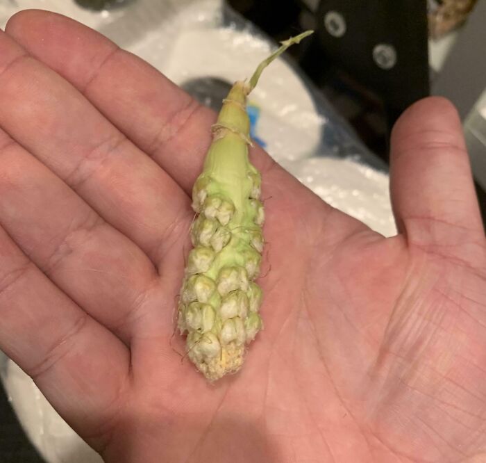 Person holding a small, unripe ear of corn, illustrating a gardening fail.