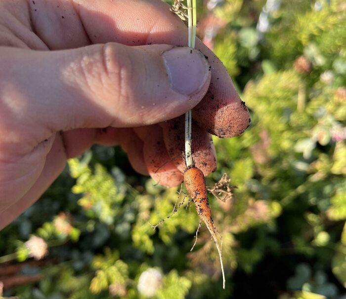 Hand holding a tiny carrot, highlighting a humorous gardening failure.