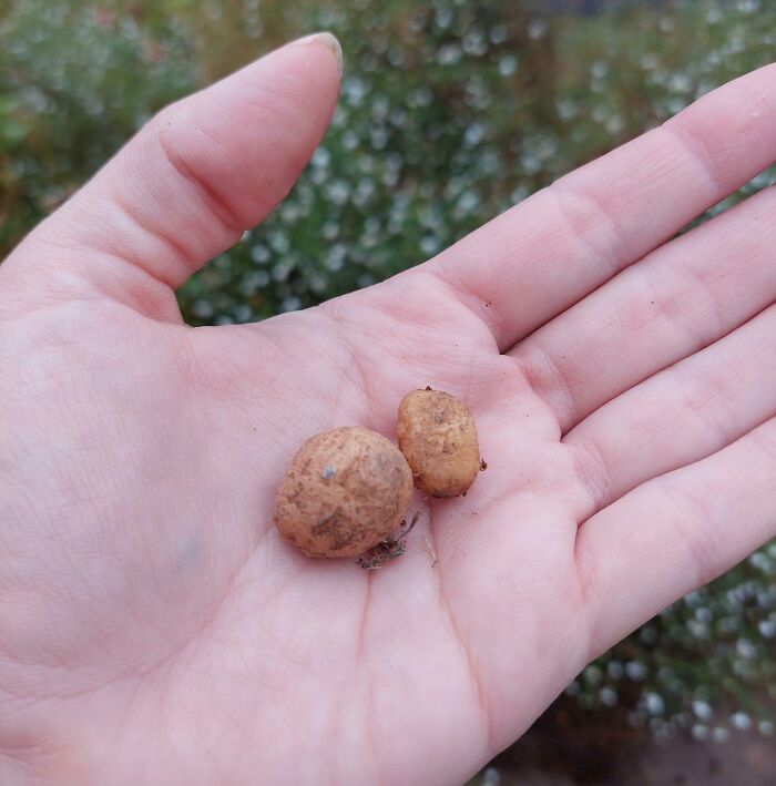 A hand holding two small potatoes, symbolizing a gardening attempt without a mighty harvest.