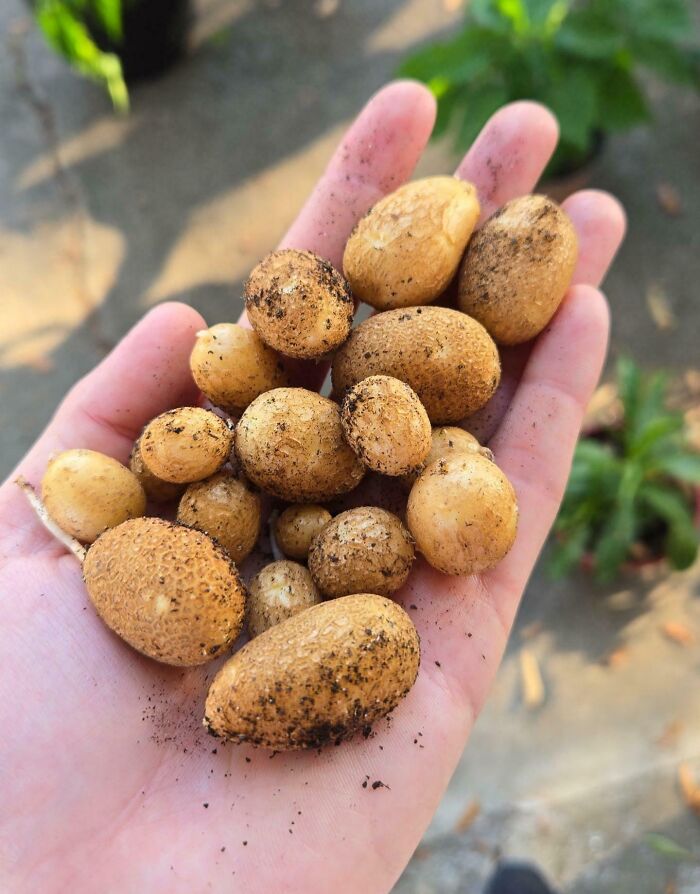 Hand holding small potatoes, illustrating a gardening attempt without a mighty harvest.