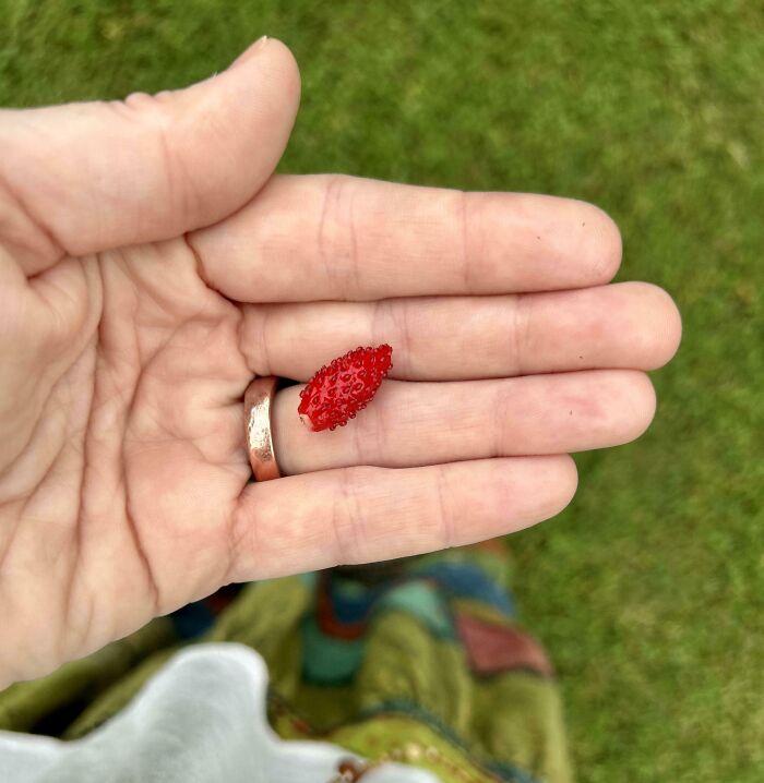 Close-up of a hand holding a small, undergrown red strawberry, illustrating a gardening attempt without a mighty harvest.