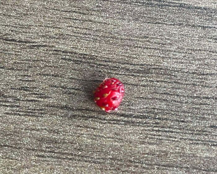 Tiny, shriveled strawberry on a wooden surface, highlighting a gardening fail and absence of a mighty harvest.