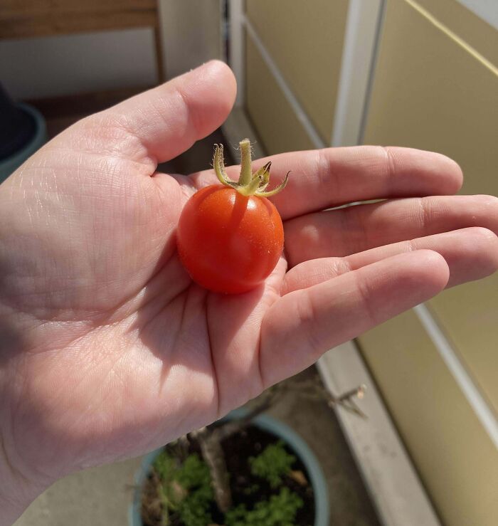 A small tomato in a hand, under sunlight, showcasing a gardening attempt without a mighty harvest.