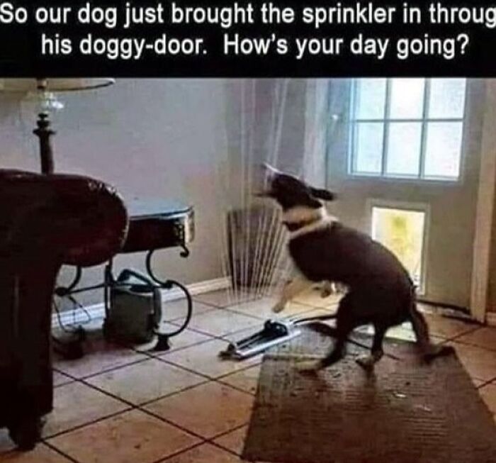 Dog bringing a sprinkler indoors through a doggy door. Humorous scene for dog owners.