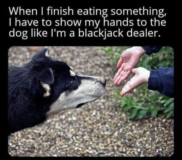 Dog staring at open hands, text above says, "When I finish eating, I show my hands like a blackjack dealer."