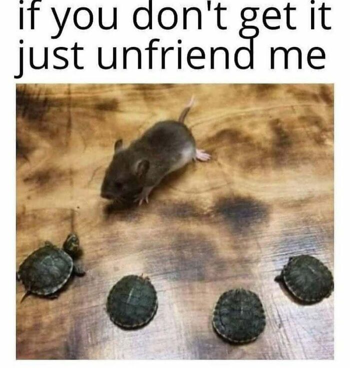 Nostalgic meme featuring a mouse and four small turtles on a wooden surface.