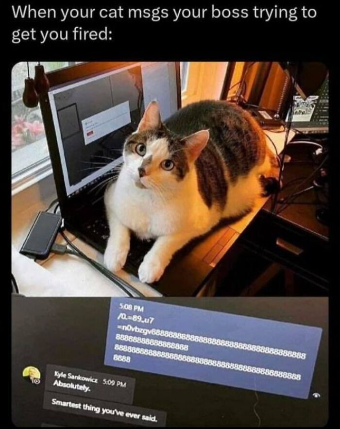 Cat sitting on laptop keyboard with a humorous text message conversation, showcasing a heartwarming moment.