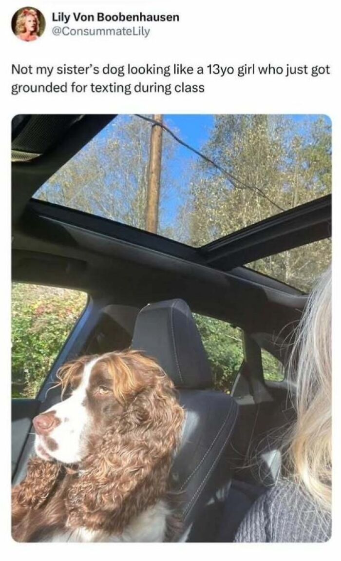 Dog with curly fur sits in a car, capturing a heartwarming moment of calmness and kindness.