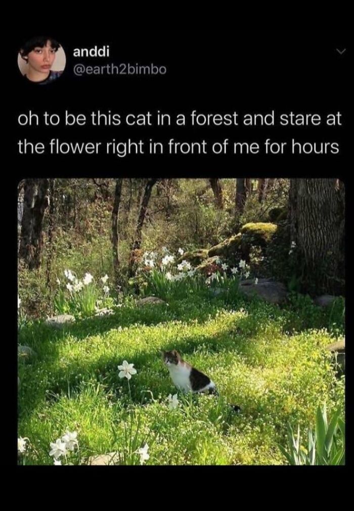 Cat sitting in a lush forest, surrounded by flowers, epitomizing a heartwarming moment of tranquility and kindness in nature.