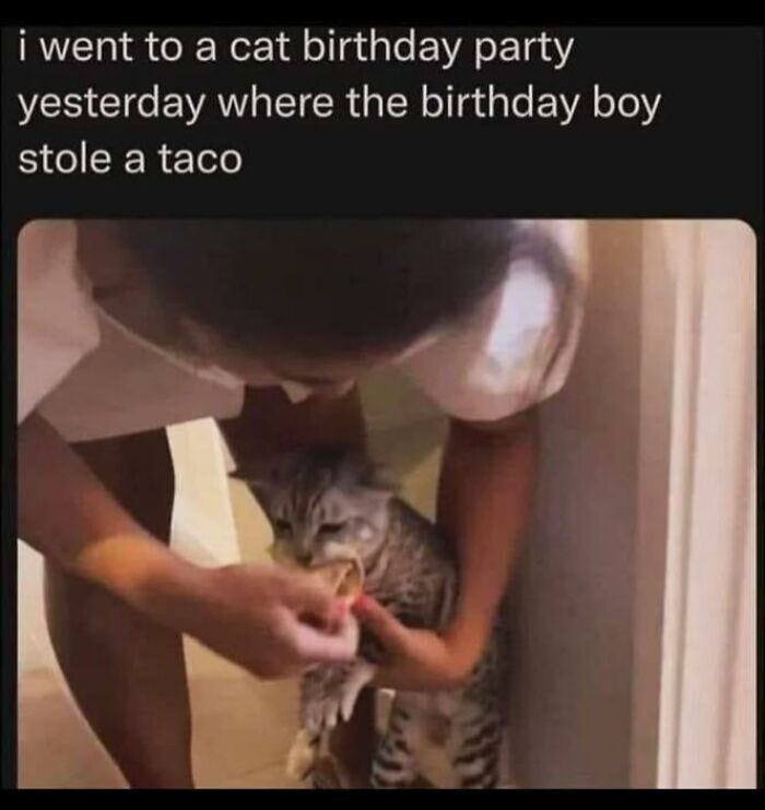 Cat celebrates birthday by stealing a taco, held by a person, showing kindness and humor.