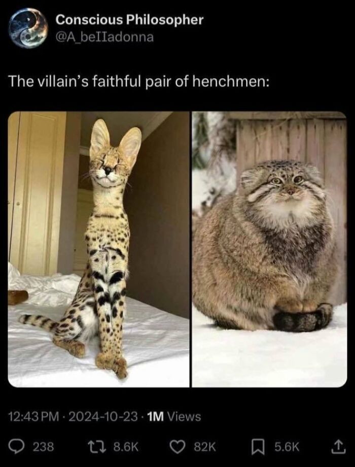 Two adorable cats, a serval and a Pallas's cat, posing humorously, evoking heartwarming moments of kindness.