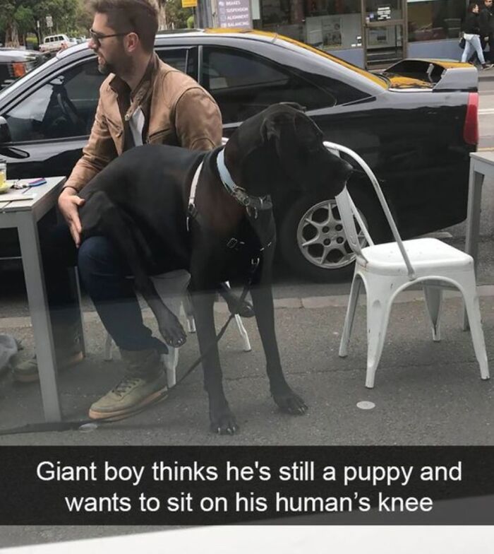 A large dog humorously sits on its owner's lap at an outdoor cafe.