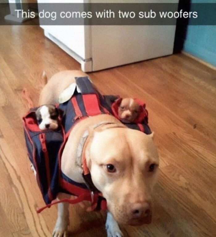 Dog carrying two puppies in a bag on its back, with caption about "sub woofers," humorous for dog owners.