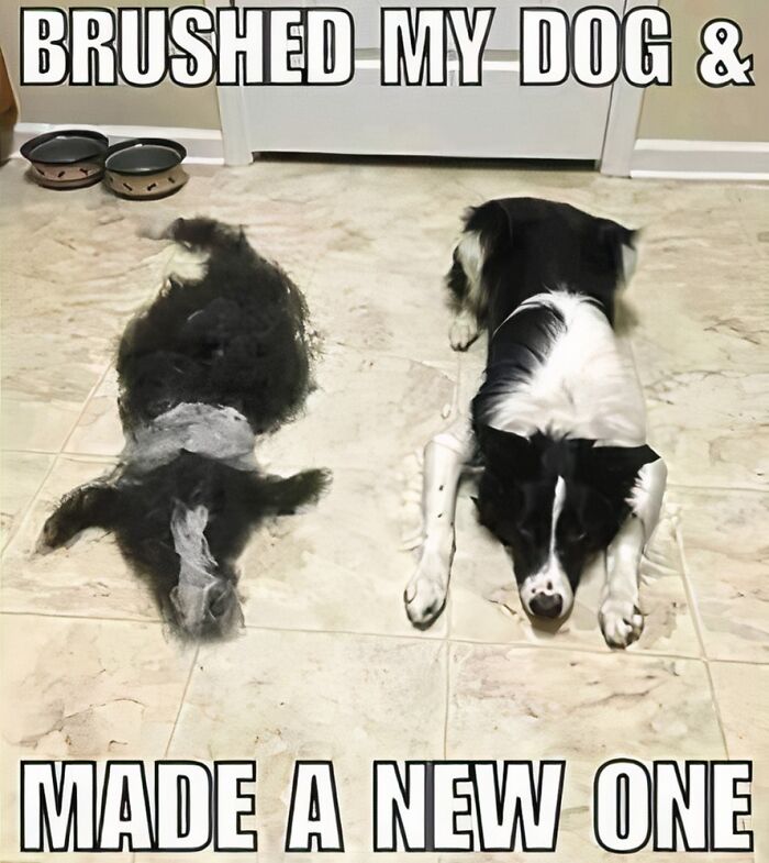 Dog meme showing a black and white dog lying next to a pile of fur, with text about brushing.