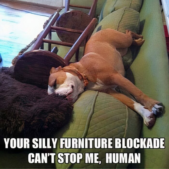 Dog humor: a determined dog sleeping on a couch behind a furniture blockade.