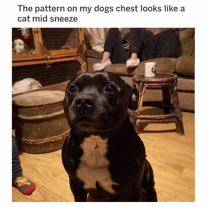 Dog with a chest pattern resembling a sneezing cat, sitting in a cozy room; a hilarious and relatable meme for dog owners.