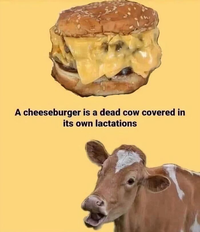 Cheeseburger concept with text calling it a dead cow covered in its own lactations, next to an image of a cow.