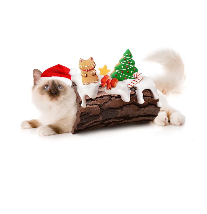 Cat in a Santa hat merges with a Yule log cake, showcasing a creative blend of cats and food art.