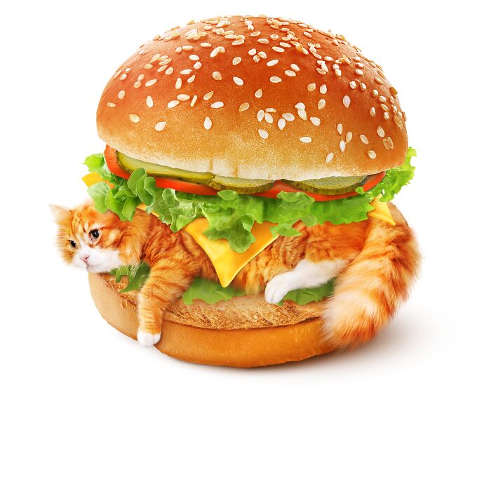 Cat blended with a cheeseburger, featuring lettuce and tomato, creating art that combines cats and food creatively.