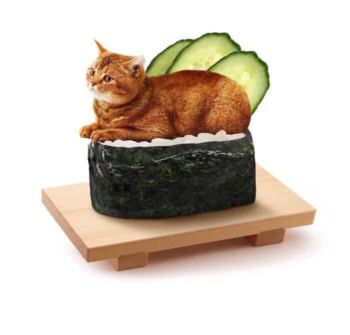 Cat art blending feline and sushi elements, featuring a cat on sushi with cucumber slices, created by a Taipei artist.