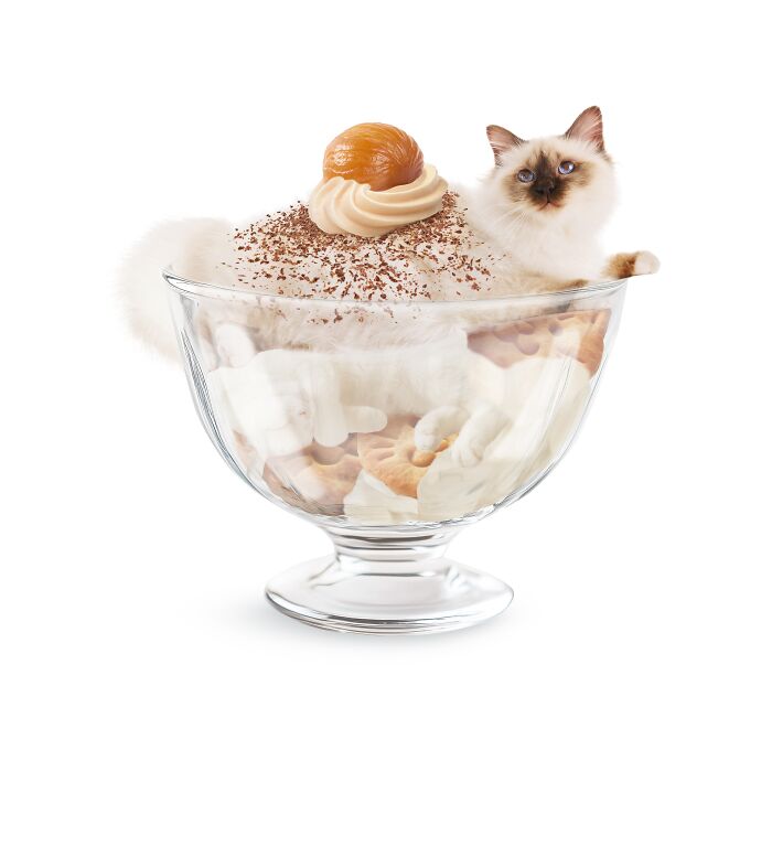 Cat blended creatively with dessert in a glass bowl, showcasing art from a Taipei artist.