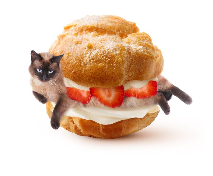 Cat creatively blended into a cream puff with strawberries, showcasing artistic fusion of cats and food by a Taipei artist.