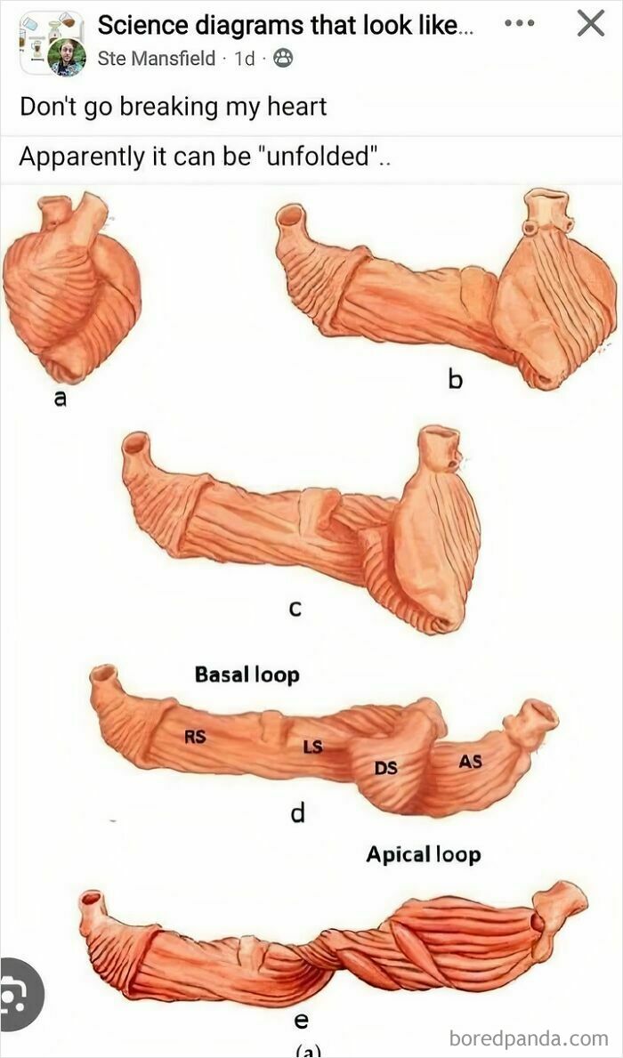 Diagrams showing a heart-like structure unfolded into different shapes for humorous effect.