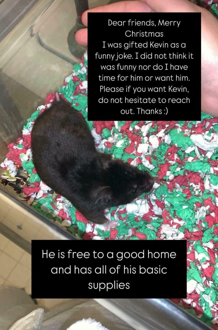 A black hamster in bedding with text explaining it was an unwanted gift; example of people being complete jerks.