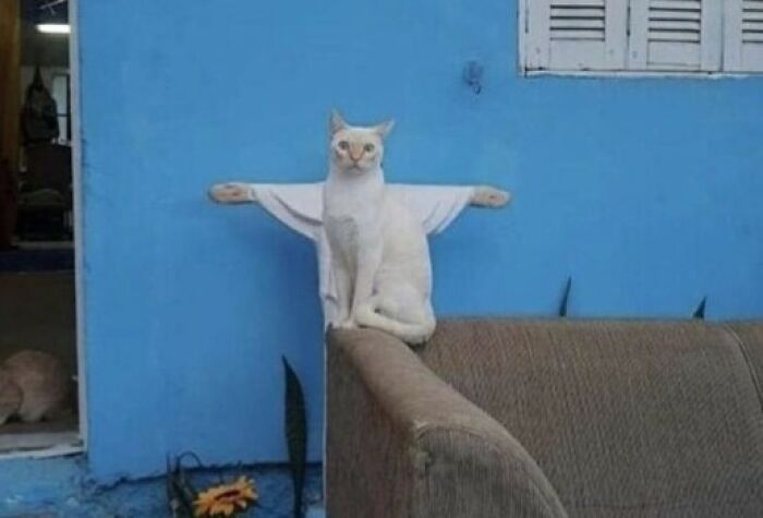 A bizarre photo of a cat against a blue wall, appearing to have wings made from a shirt spread out behind it.