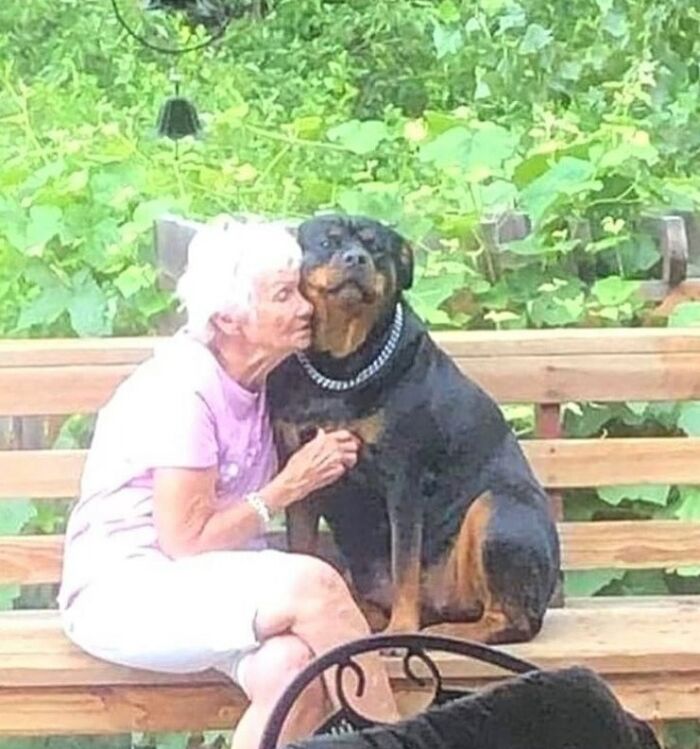 Elderly woman in pink kisses a Rottweiler on a wooden bench, showcasing a bizarre photo theme for eclectic Instagram content.