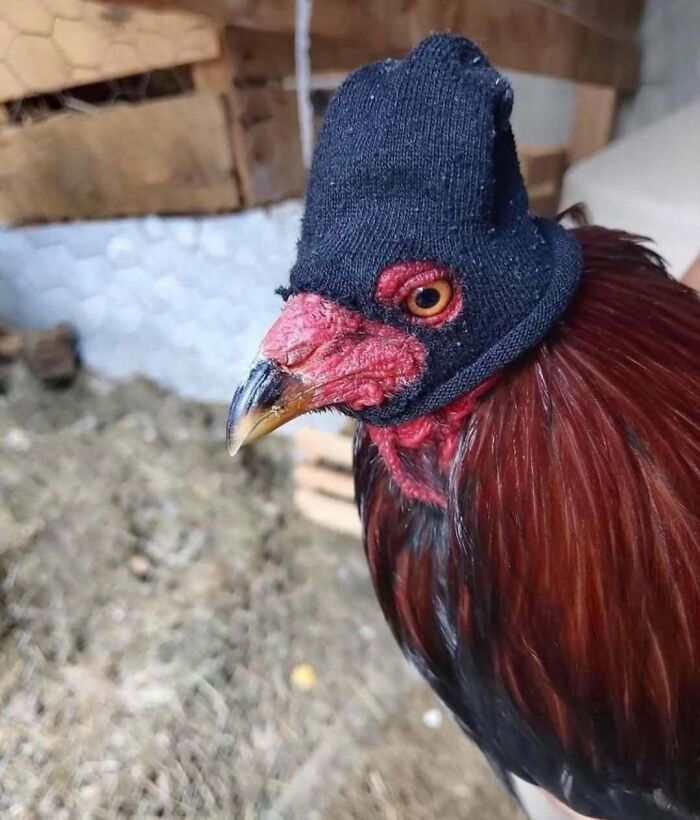 Rooster wearing a small black hat in a barn, showcasing bizarre fashion.