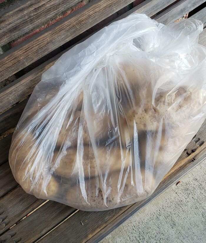 A bag of potatoes as an unusual company gift sitting on a wooden bench.