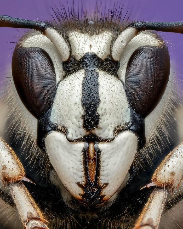 Close-up of an insect's face showing intricate details of its eyes and exoskeleton, illustrating beautiful wildlife.