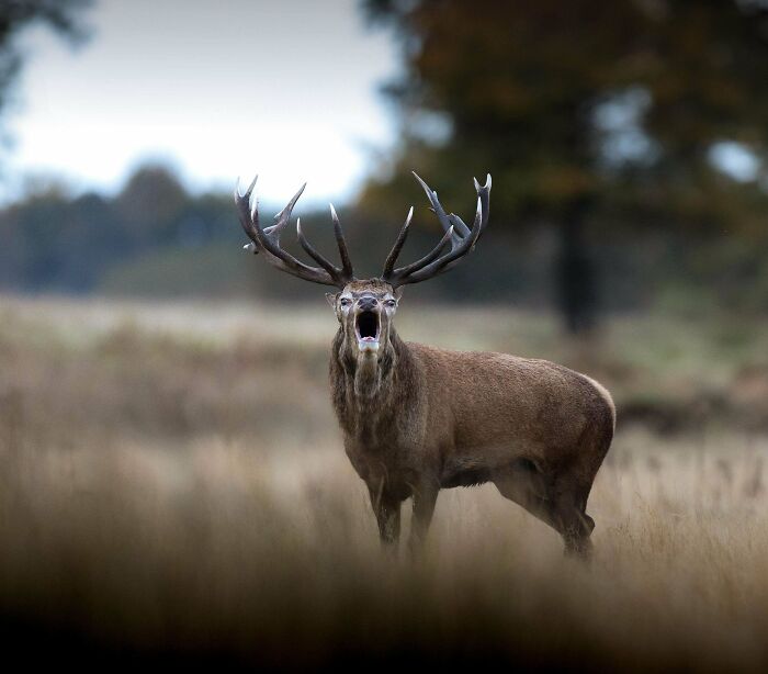 Wildlife photograph of a majestic stag with large antlers standing in an open field, calling out loudly.