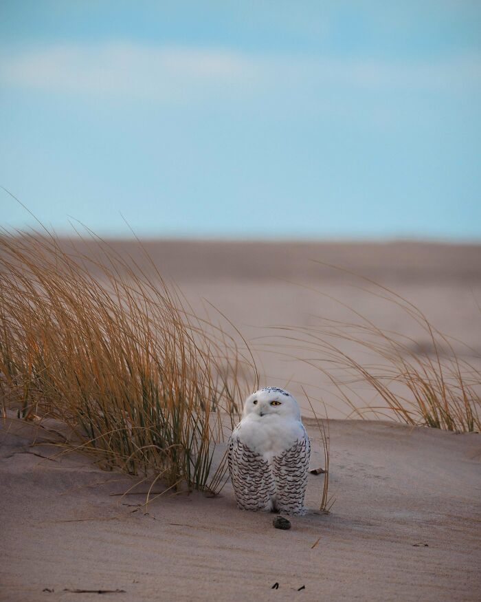 Snowy owl perched on sandy dunes with sparse grass, showcasing wildlife beauty under a blue sky.