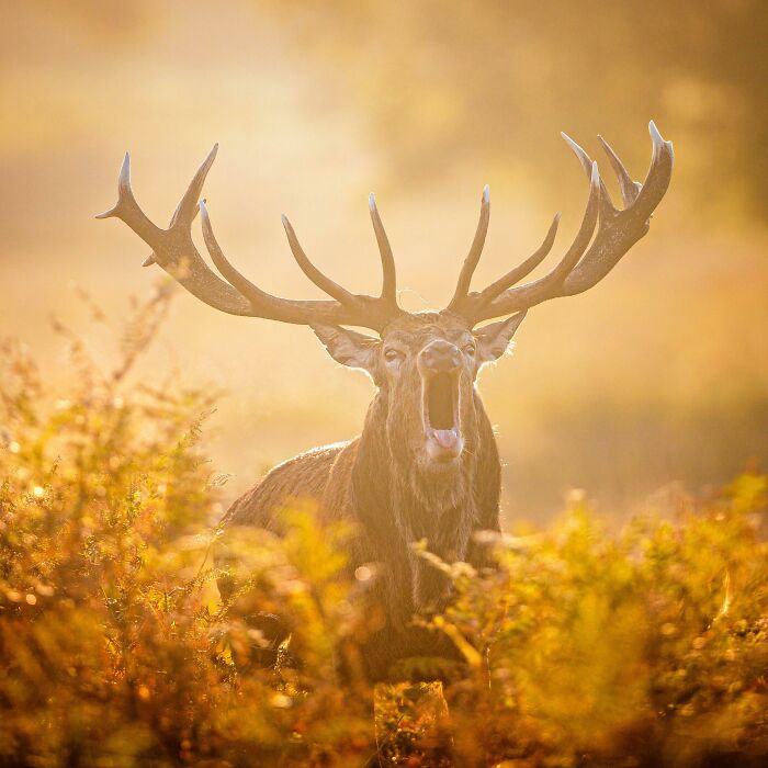 Majestic stag bellowing at sunrise in a golden field, showcasing captivating wildlife photography.