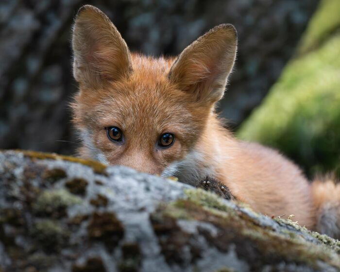 Young fox peering over a mossy rock, showcasing beautiful and interesting wildlife photography.