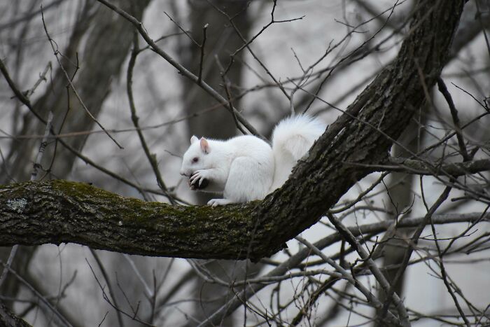 White squirrel perched on a tree branch, showcasing beautiful and interesting wildlife photography.