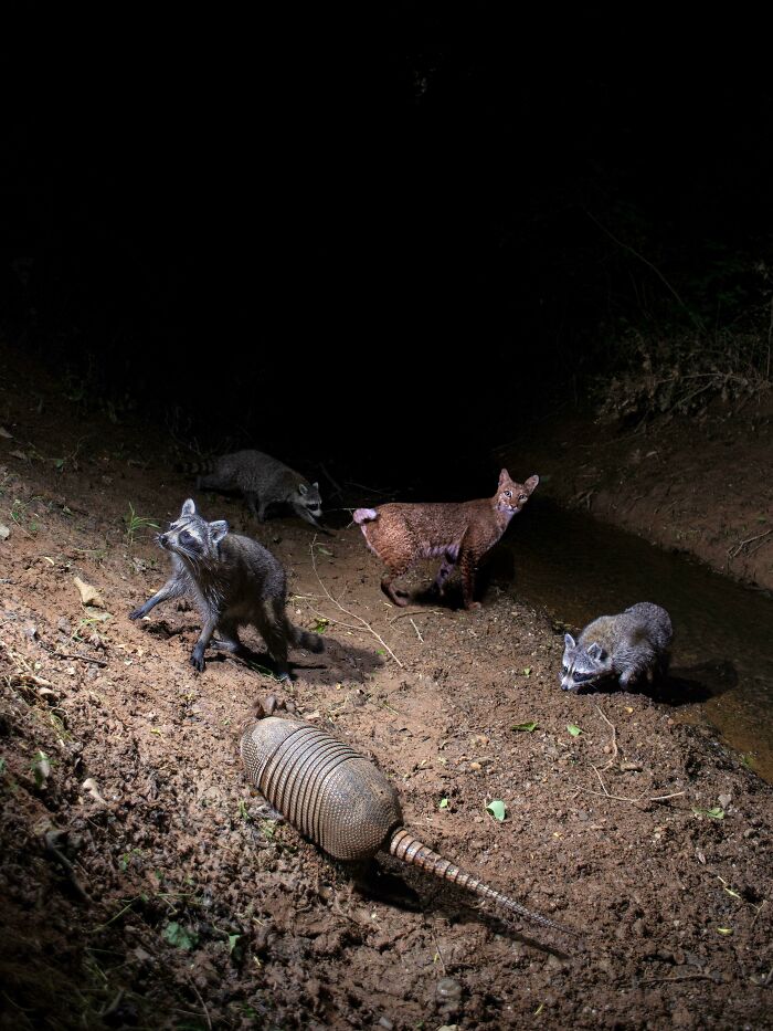 Beautiful and interesting wildlife featuring raccoons, an armadillo, and a deer in a forest setting.