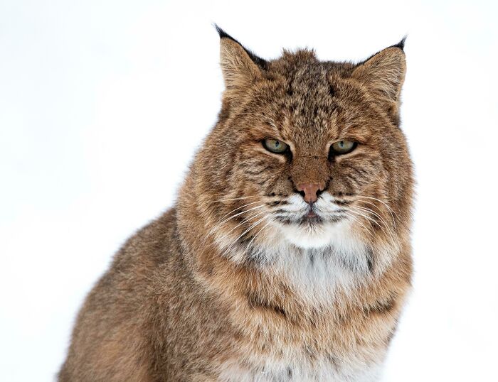 Wildlife photograph of a bobcat with a thick fur and intense gaze against a snowy backdrop.