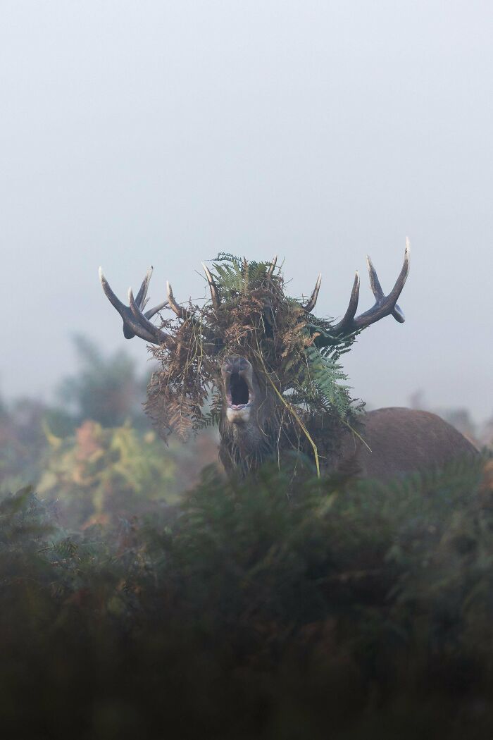 Wildlife photograph of a stag in foggy woods, antlers covered with leaves and branches, calling out in the wilderness.