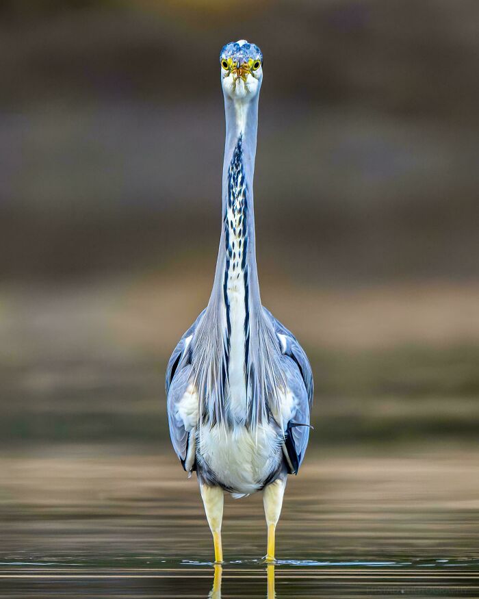 A heron standing in water, showcasing beautiful and interesting wildlife photography.