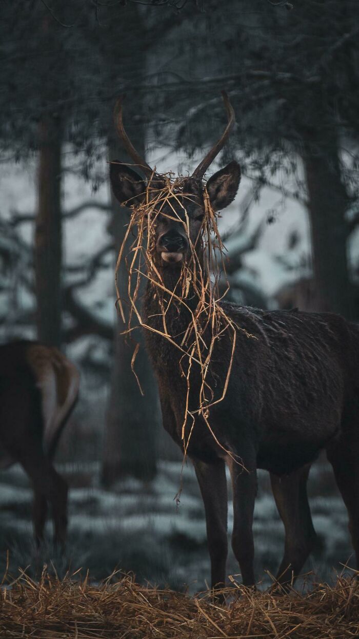 A deer in a forest with straw tangled in its antlers, showcasing beautiful wildlife.