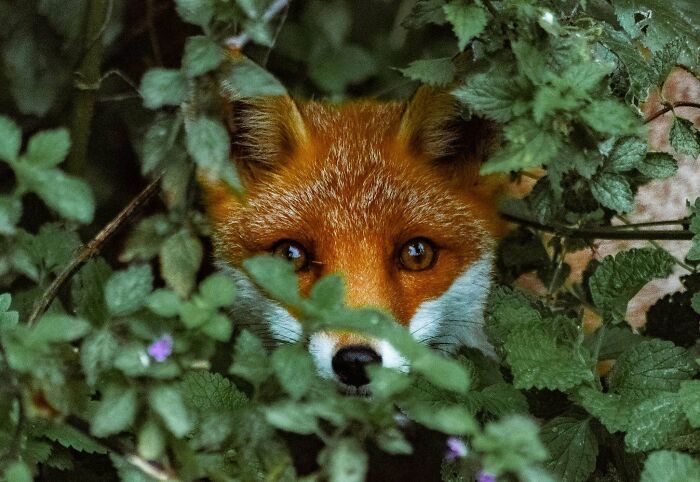 Wildlife photograph of a fox peering through lush green foliage, showcasing its vivid orange fur and striking eyes.