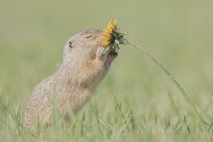 Adorable wildlife photograph of a gopher smelling a yellow flower in a grassy field.