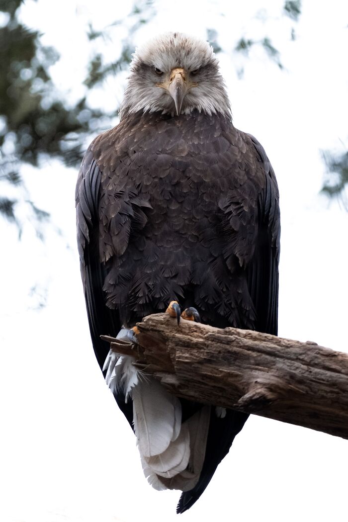 Wildlife photograph of a bald eagle perched on a branch, displaying its dark feathers and sharp gaze.