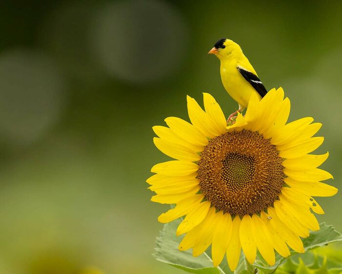 Yellow bird perched on a vibrant sunflower against a blurred green background, highlighting beautiful wildlife photography.