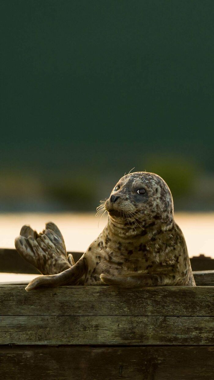 Spotted seal resting on a wooden surface against a blurred natural background. Wildlife photograph.